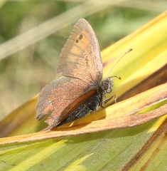 Erebia tyndarus