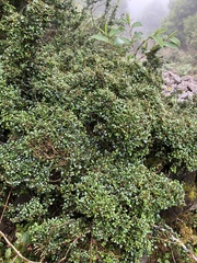 Ligustrum morrisonense