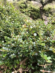 Ligustrum morrisonense