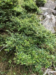 Ligustrum morrisonense