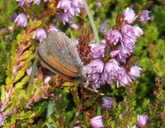 Erebia tyndarus