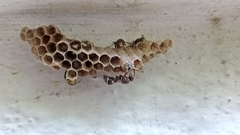 Ropalidia cyathiformis