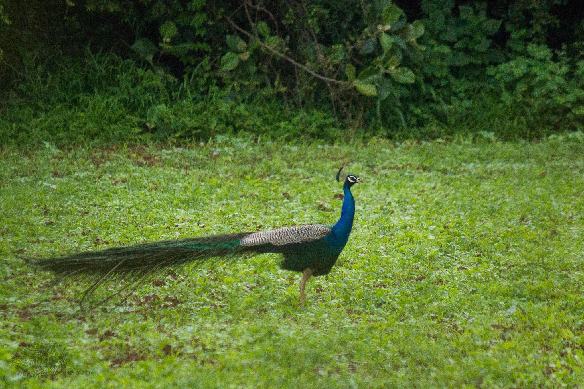 Indian Peafowl