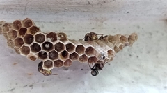 Ropalidia cyathiformis