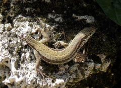 Podarcis muralis