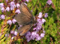 Erebia tyndarus
