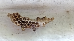 Ropalidia cyathiformis