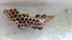 Ropalidia cyathiformis