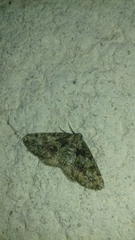 Cleorodes lichenaria