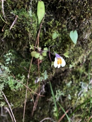Mazus alpinus