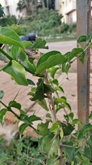 Canthium coromandelicum