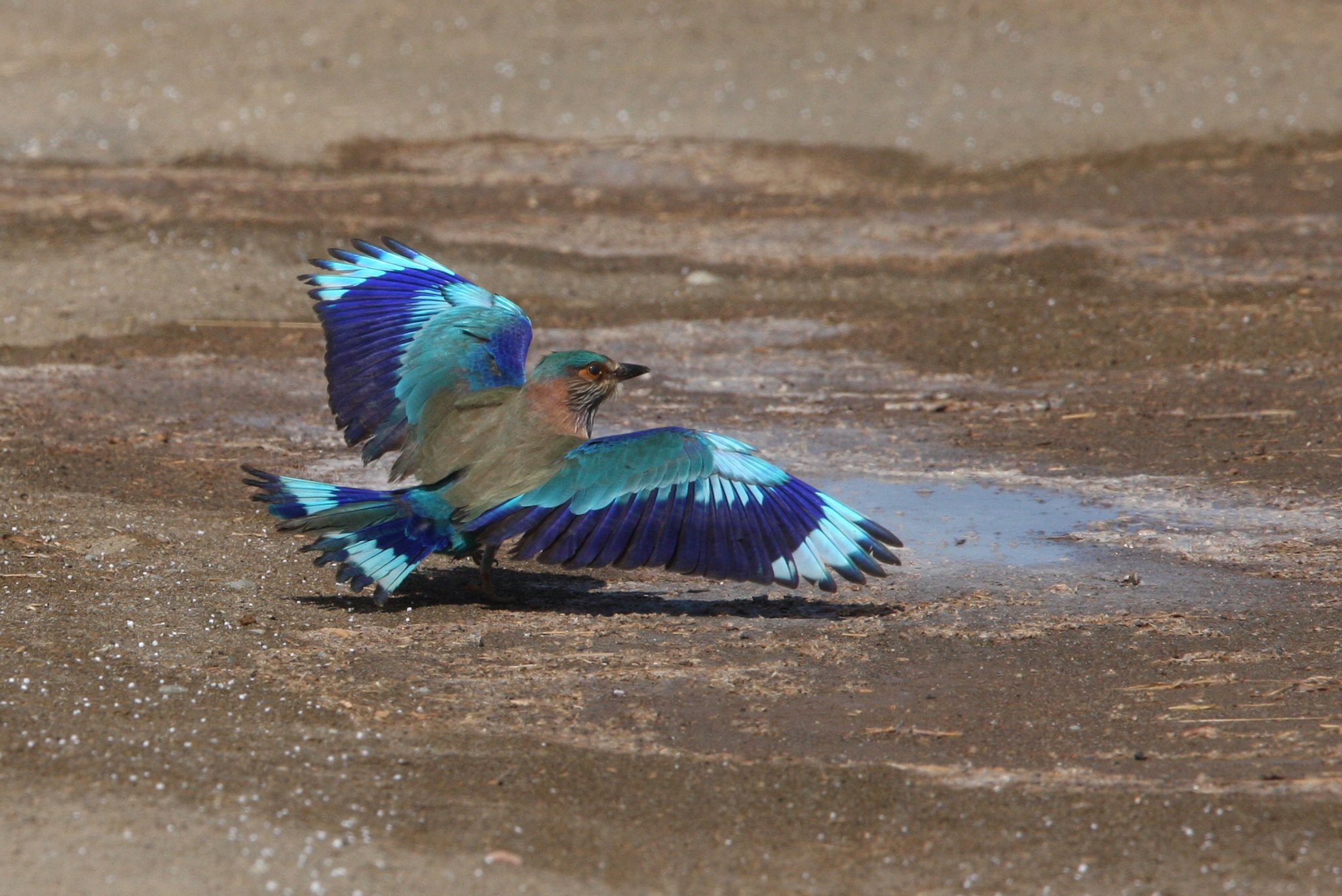 Indian Roller (Coracias benghalensis)