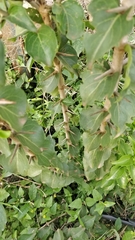 Canthium coromandelicum