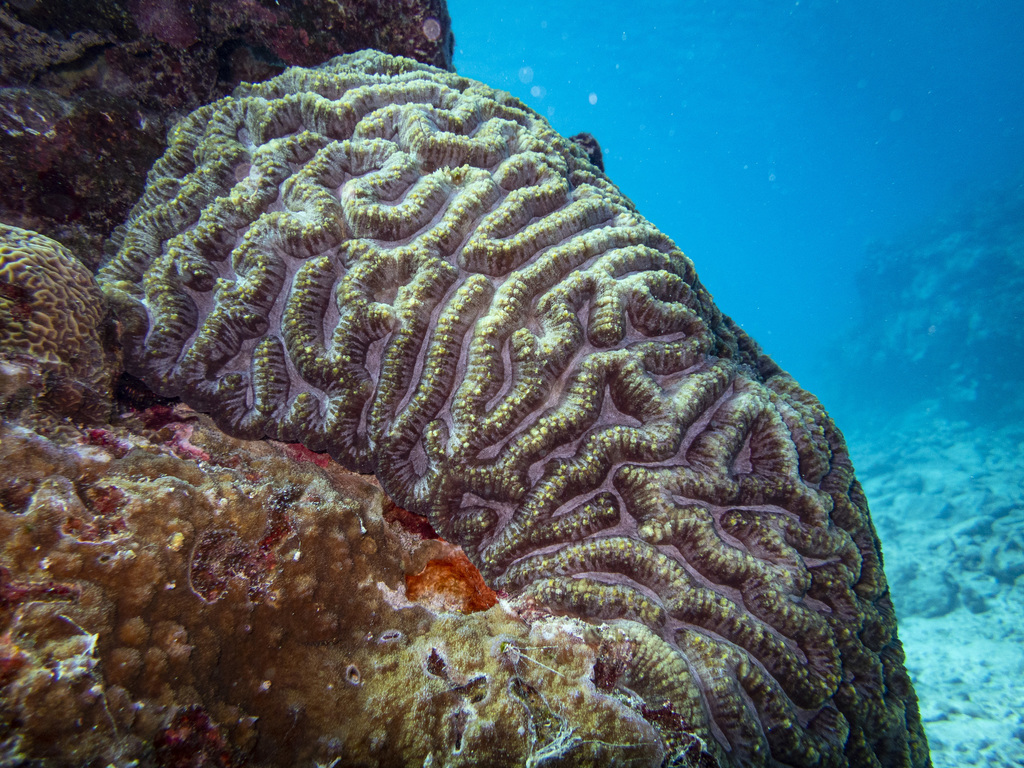 Open Brain Corals