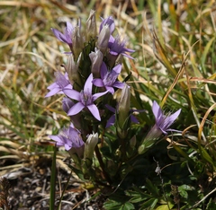 Gentianella anisodonta