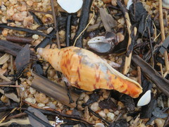 Alcithoe arabica
