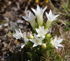 Gentianella anisodonta