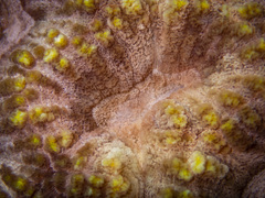 Lobophyllia agaricia