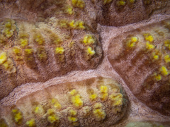 Lobophyllia agaricia