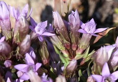 Gentianella anisodonta