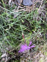 Dianthus longicalyx