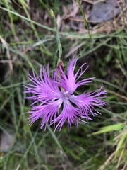 Dianthus longicalyx