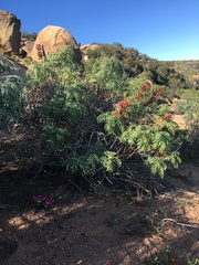 Melianthus pectinatus