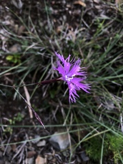 Dianthus longicalyx