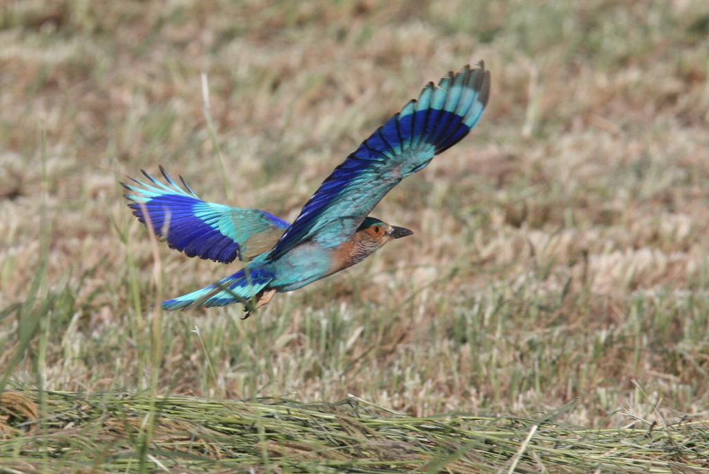 Indian Roller