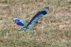 Indian Roller photo 1
