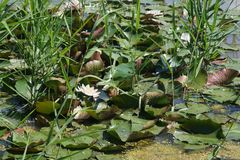 Nymphaea × marliacea
