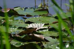 Nymphaea × marliacea