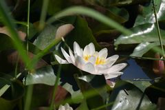 Nymphaea × marliacea