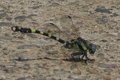 Lamelligomphus ringens