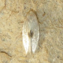 Pseudopostega quadristrigella