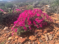 Pelargonium sericifolium