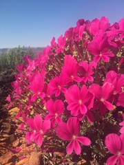 Pelargonium sericifolium