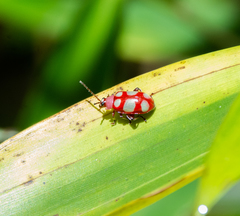 Omophoita sexnotata