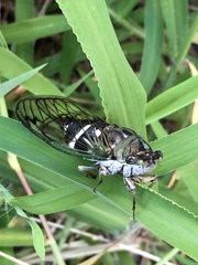 Neotibicen latifasciatus