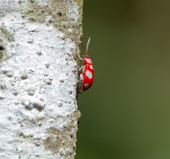 Omophoita sexnotata