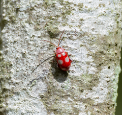 Omophoita sexnotata