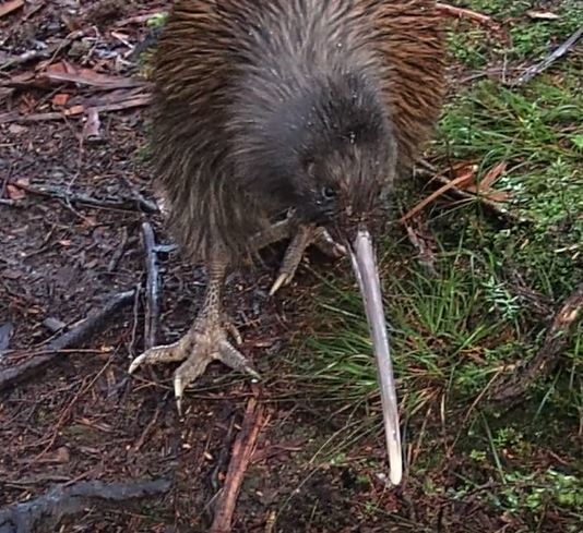 Southern Brown Kiwi illustration