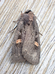 Adelphagrotis indeterminata