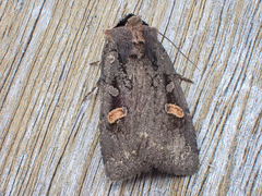 Adelphagrotis indeterminata