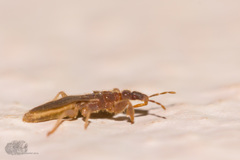 Enicocephaloidea