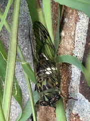 Neotibicen latifasciatus