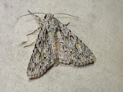Andropolia aedon