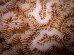 Leptoria phrygia