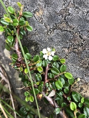 Cotoneaster morrisonensis