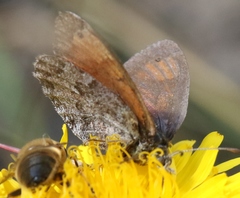 Erebia tyndarus